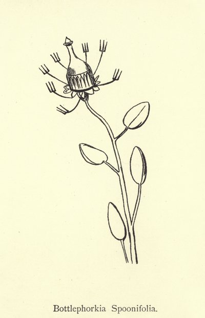 Bottlephorkia Spoonifolia de Edward Lear